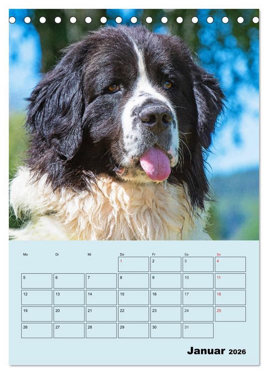 Produktbild: Familienplaner Landseer - Freund und Retter (Tischkalender 2026 DIN A5 hoch), CALVENDO Monatskalender