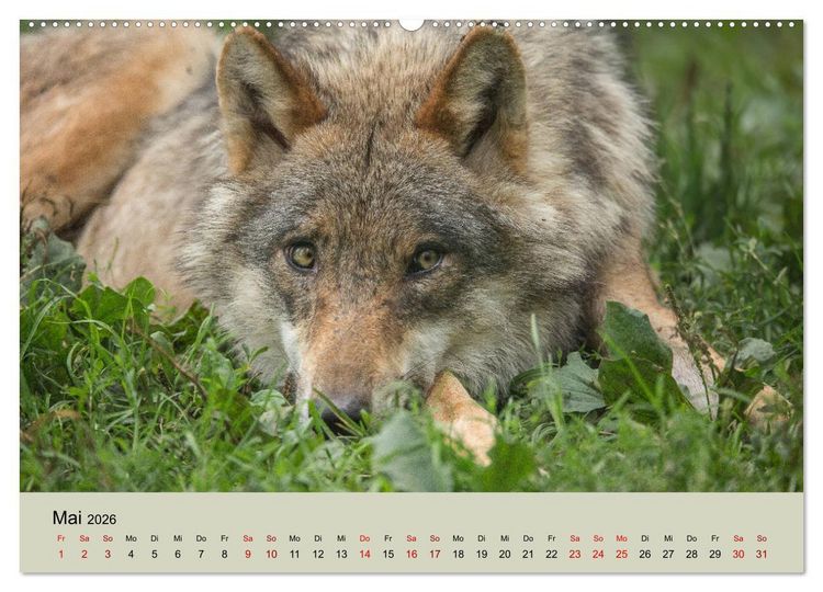 Produktbild: Wolfsrudel (Wandkalender 2026 DIN A2 quer), CALVENDO Monatskalender