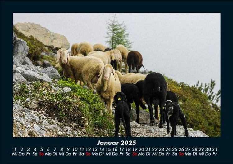 Produktbild: Tiere auf dem Bauernhof 2025 Fotokalender DIN A5