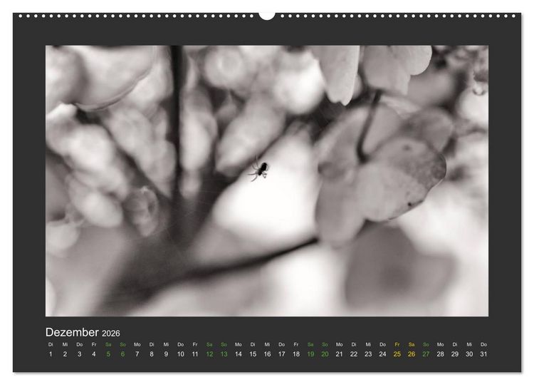 Produktbild: Pflanzen in Schwarz und Wei&szlig; (hochwertiger Premium Wandkalender 2026 DIN A2 quer), Kunstdruck in Hochglanz