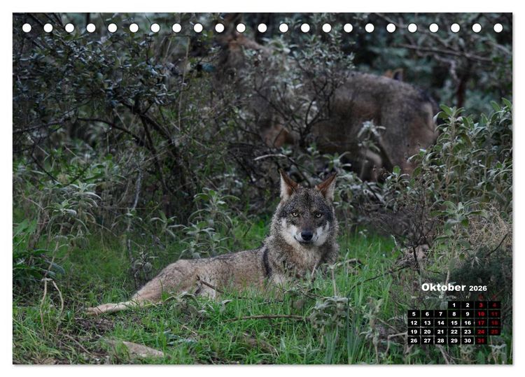 Produktbild: Willkommen Wolf (Tischkalender 2026 DIN A5 quer), CALVENDO Monatskalender