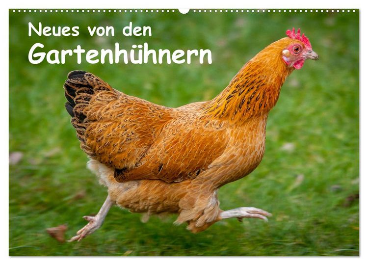Produktbild: Neues von den Gartenh&uuml;hnern (Wandkalender 2026 DIN A2 quer), CALVENDO Monatskalender