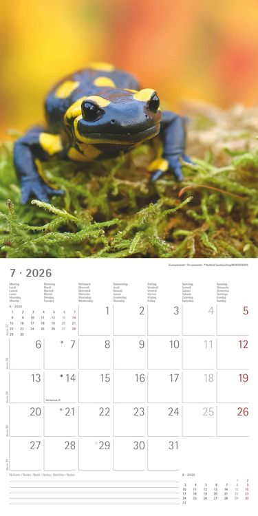 Geheimnisvolles Waldleben 2026 - Broschürenkalender 30x30 cm (30x60 geöffnet) - Kalender mit Platz für Notizen - Forest Animals - Bildkalender - Wandk