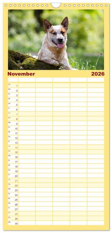 Produktbild: Familienplaner 2026 - Australian Cattle Dogs zwischen Kunst und Kultur mit 5 Spalten (Wandkalender, 21 x 45 cm) CALVENDO