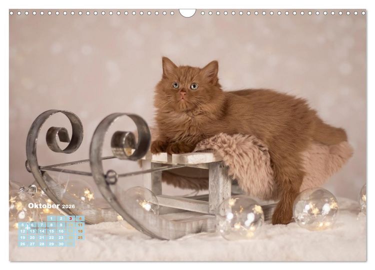Produktbild: Die Kitten kommen. (Wandkalender 2026 DIN A3 quer), CALVENDO Monatskalender