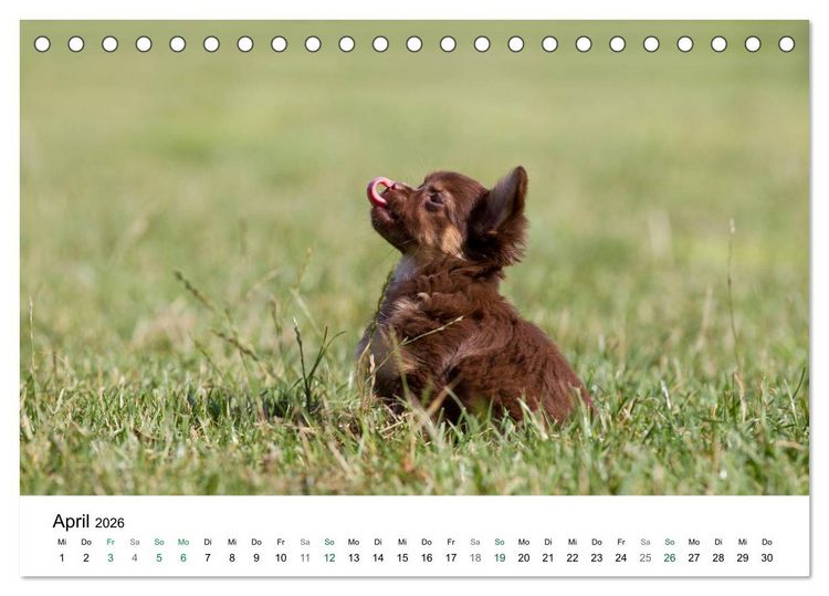 Produktbild: Chihuahuas - kleine Herzensbrecher (Tischkalender 2026 DIN A5 quer), CALVENDO Monatskalender
