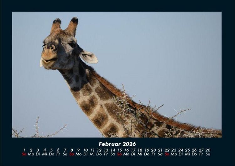 Produktbild: Giraffen 2026 Fotokalender DIN A4