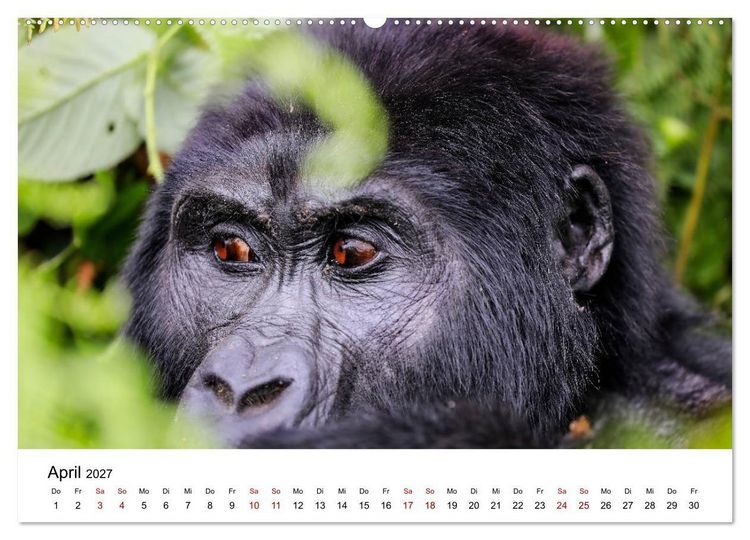 Produktbild: UGANDA - Berggorillas & Chimps (hochwertiger Premium Wandkalender 2027 DIN A2 quer), Kunstdruck in Hochglanz