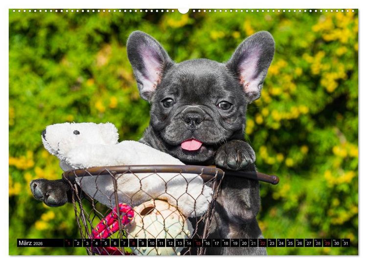 Produktbild: Franz&ouml;sische Bulldogge - Clown auf 4 Pfoten (Wandkalender 2026 DIN A2 quer), CALVENDO Monatskalender