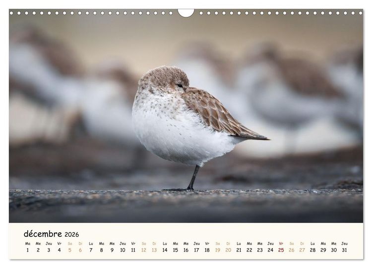 Produktbild: Chuchotements d'ailes - Une ann&eacute;e dans l'intimit&eacute; des oiseaux (Calendrier mural 2026 DIN A3 vertical), CALVENDO calendrier mensuel