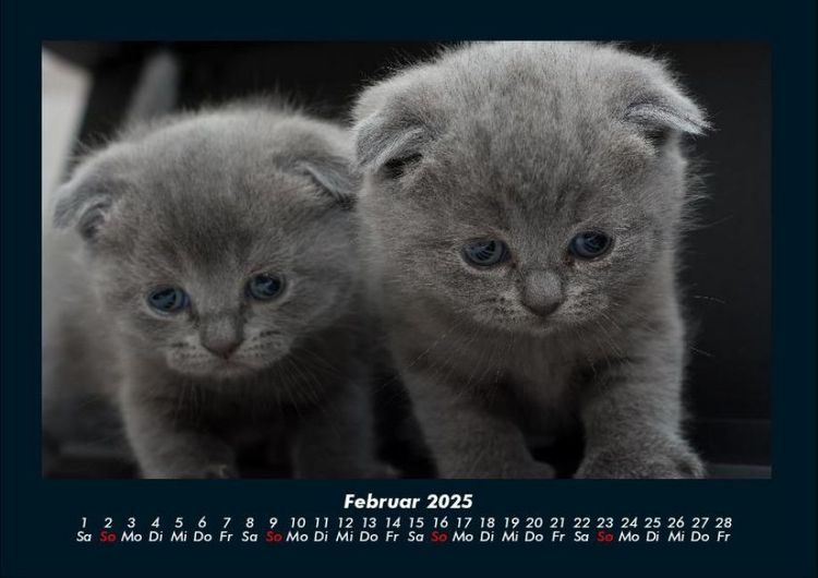 Produktbild: F&uuml;r Katzenfreunde 2025 Fotokalender DIN A4