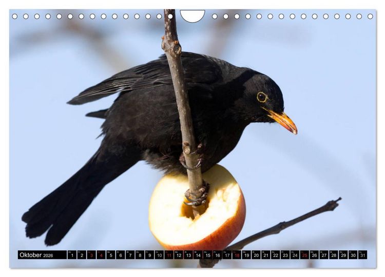 Produktbild: Gartenv&ouml;gel (Wandkalender 2026 DIN A4 quer), CALVENDO Monatskalender