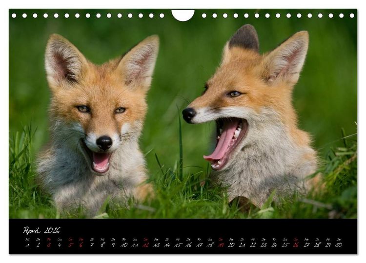 Produktbild: Rotfuchs - Impressionen (Wandkalender 2026 DIN A4 quer), CALVENDO Monatskalender