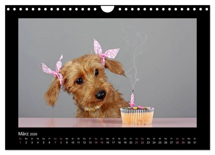 Produktbild: Elli Pirelli... aus dem Leben eines fr&ouml;hlichen Pinscher-Dackel-M&auml;dels (Wandkalender 2026 DIN A4 quer), CALVENDO Monatskalender
