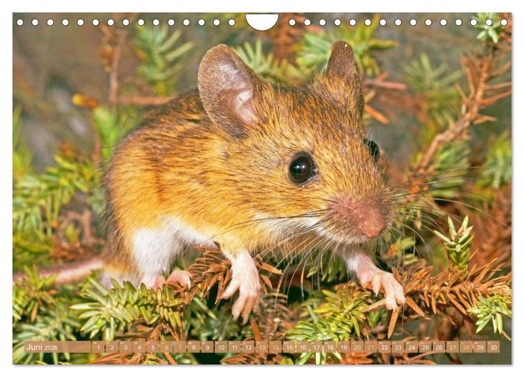 Produktbild: Zauberhafte M&auml;use: Von wegen nur Grau (Wandkalender 2026 DIN A4 quer), CALVENDO Monatskalender
