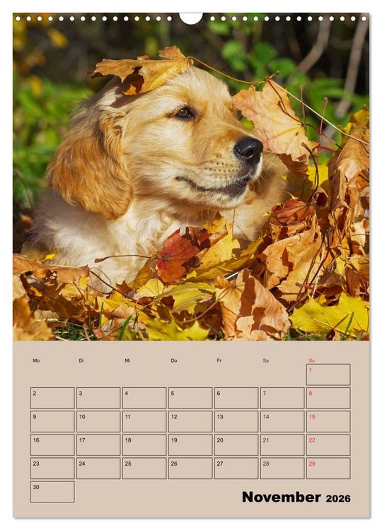 Produktbild: Jahresplaner Golden Retriever Welpen (Wandkalender 2026 DIN A3 hoch), CALVENDO Monatskalender