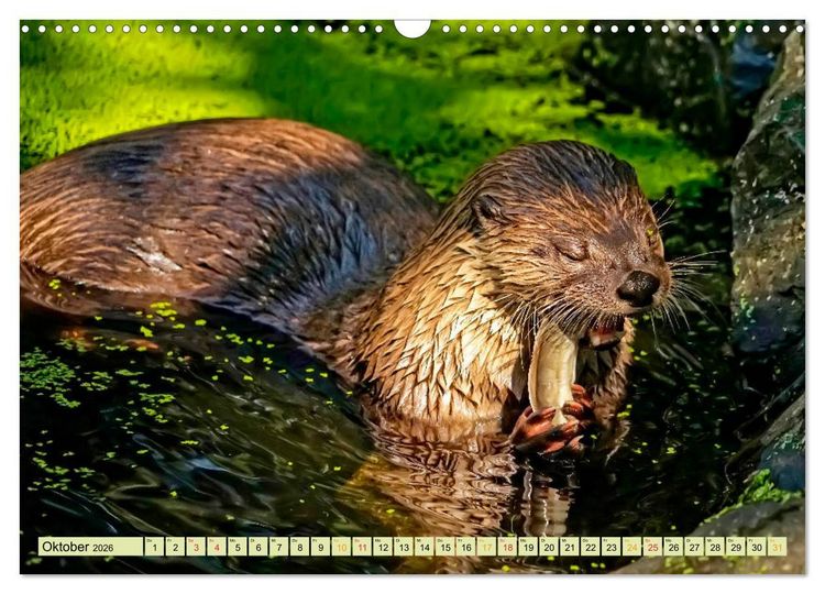 Produktbild: Fischotter - putzige Kerlchen und elegante Schwimmer (Wandkalender 2026 DIN A3 quer), CALVENDO Monatskalender