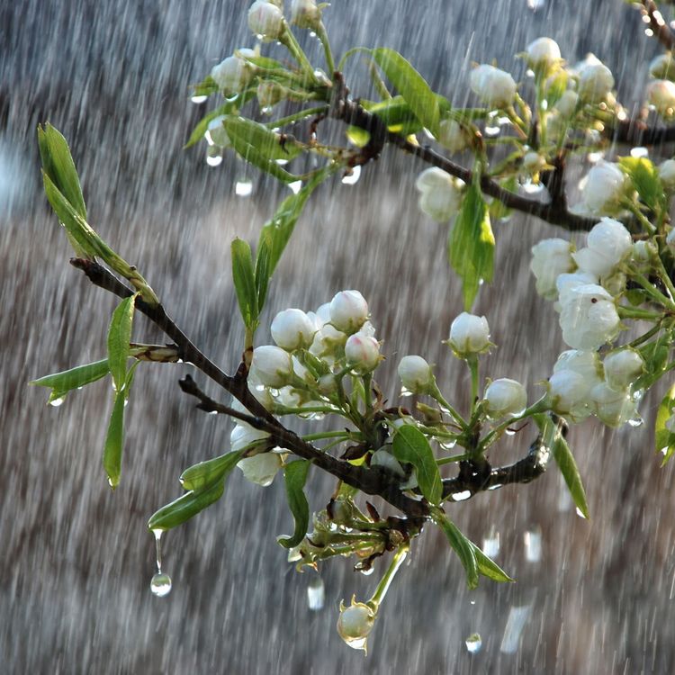 Produktbild: The Rain