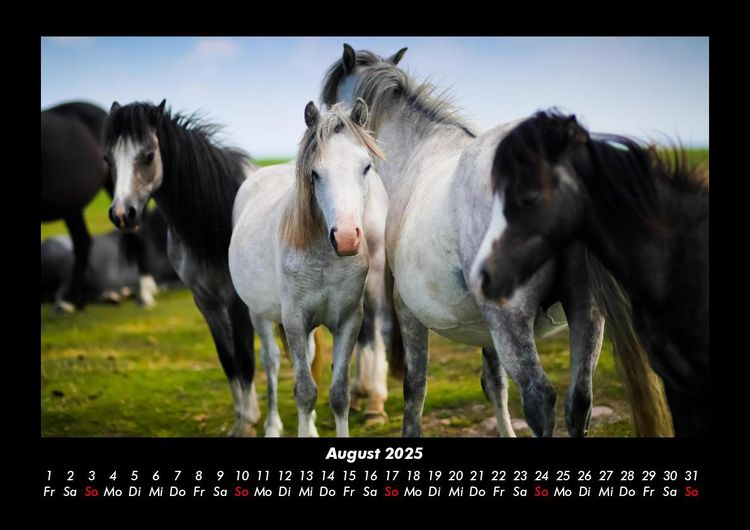 Produktbild: Pferde Kalender 2025 Fotokalender DIN A3