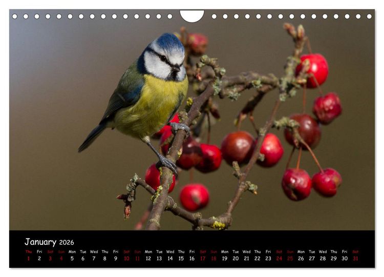 Produktbild: Popular garden birds of the united kingdom (Wall Calendar 2026 DIN A4 landscape), CALVENDO 12 Month Wall Calendar