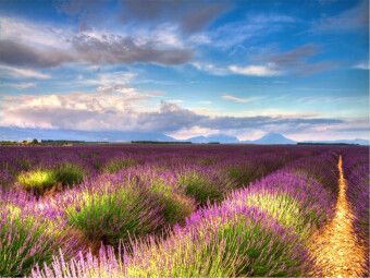 Produktbild: CALVENDO Puzzle Lavendelfelder auf dem Valensole Plateau im Sommer | 1000 Teile Lege-Gr&ouml;&szlig;e 64x48cm Foto-Puzzle f&uuml;r gl&uuml;ckliche Stunden