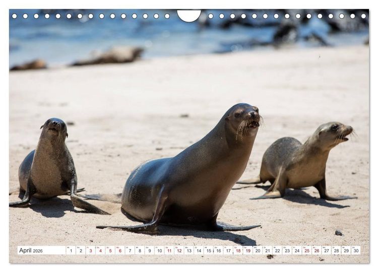Produktbild: Galapagos-Inseln - Ein Paradies f&uuml;r Tiere (Wandkalender 2026 DIN A4 quer), CALVENDO Monatskalender