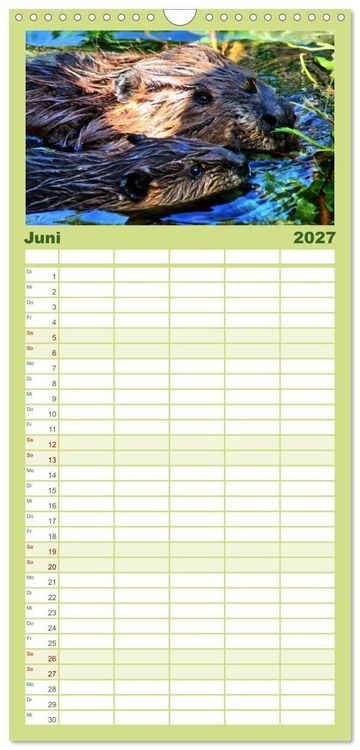 Produktbild: Familienplaner 2027 - Das Leben der Biber mit 5 Spalten (Wandkalender, 21 x 45 cm) CALVENDO