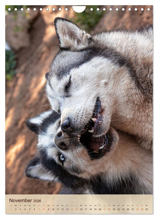 Produktbild: Im Husky-Rudel (Wandkalender 2026 DIN A4 hoch), CALVENDO Monatskalender