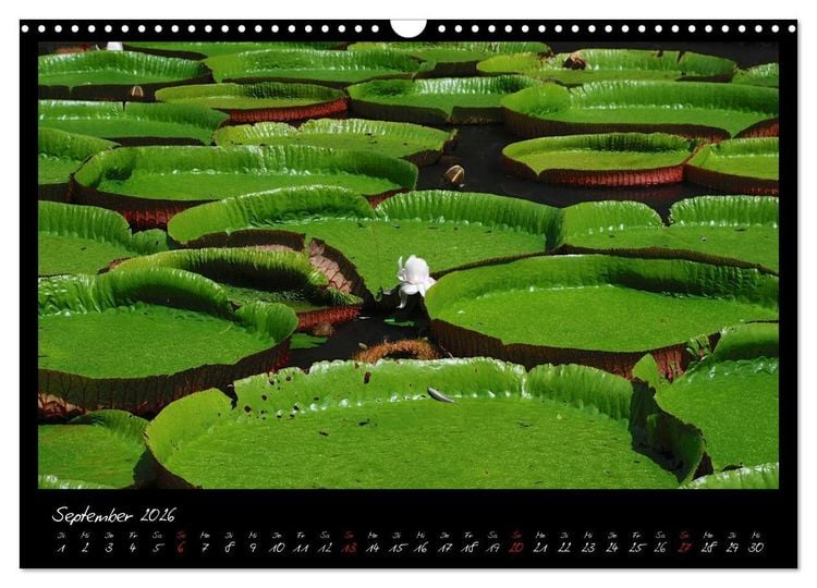 Produktbild: Mauritius (Wandkalender 2026 DIN A3 quer), CALVENDO Monatskalender