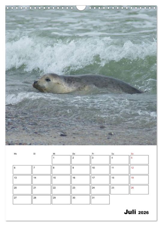 Produktbild: Liebenswerte Robben (Wandkalender 2026 DIN A3 hoch), CALVENDO Monatskalender