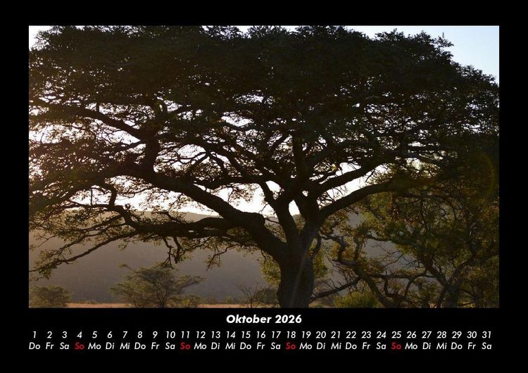 Produktbild: B&auml;ume 2026 Fotokalender DIN A3