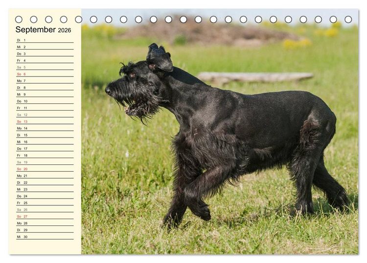 Produktbild: Treuer Freund Riesenschnauzer (Tischkalender 2026 DIN A5 quer), CALVENDO Monatskalender