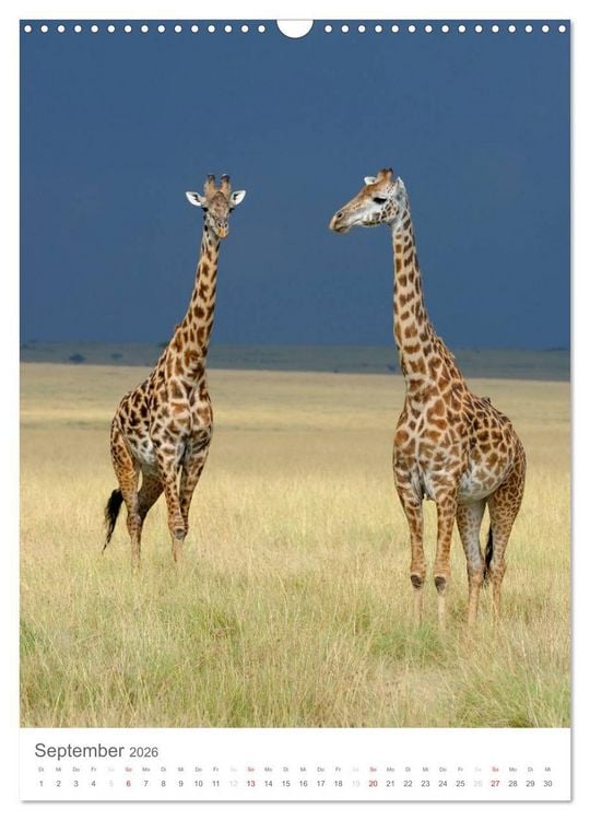 Produktbild: Magie des Augenblicks - Giraffen - Riesen der Savanne (Wandkalender 2026 DIN A3 hoch), CALVENDO Monatskalender