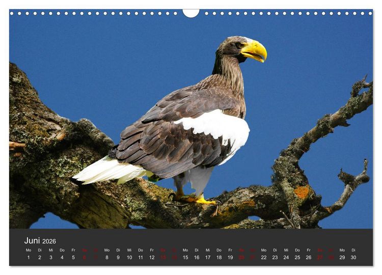 Produktbild: Faszination der Greifv&ouml;gel und Geier (Wandkalender 2026 DIN A3 quer), CALVENDO Monatskalender