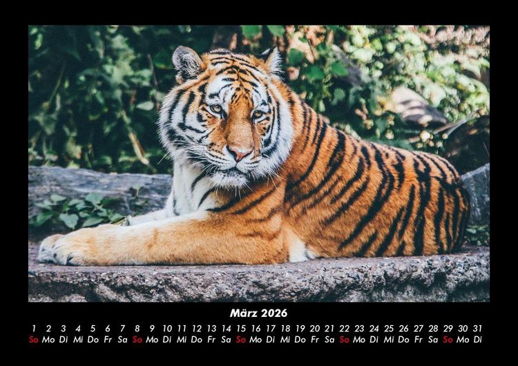 Produktbild: Tiger 2026 Fotokalender DIN A3