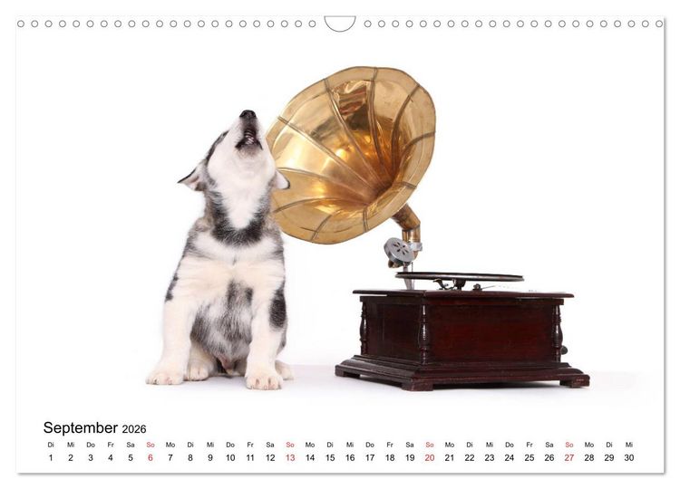 Produktbild: Funny Dogs (Wandkalender 2026 DIN A3 quer), CALVENDO Monatskalender