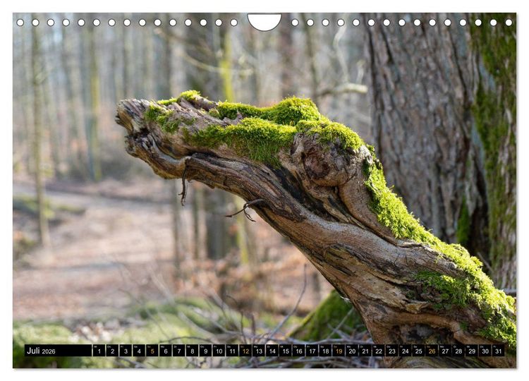 Produktbild: Magische Waldwesen (Wandkalender 2026 DIN A4 quer), CALVENDO Monatskalender