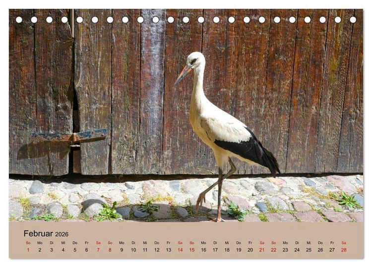 Produktbild: Der Storchenkalender (Tischkalender 2026 DIN A5 quer), CALVENDO Monatskalender