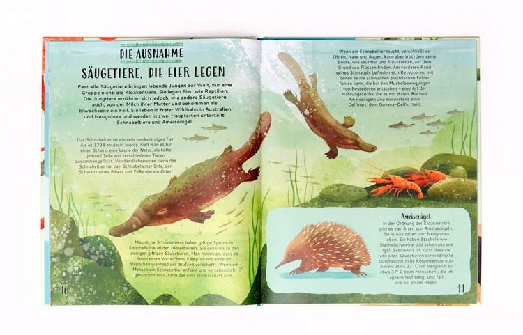 Produktbild: Sortiere deine Tiere