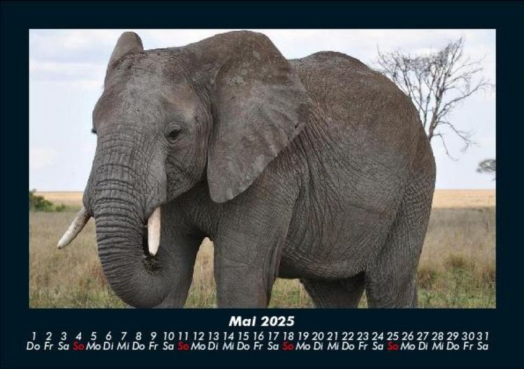Produktbild: Der Elefantenkalender 2025 Fotokalender DIN A5