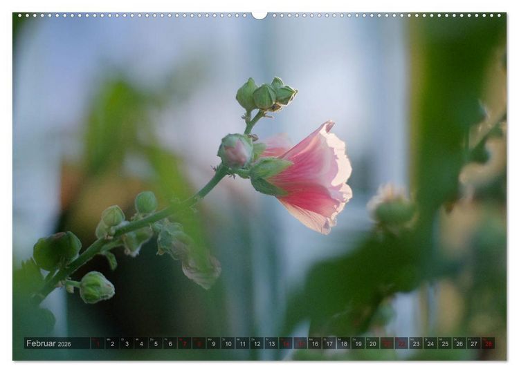 Produktbild: Stockrosen - Traumhafte Sch&ouml;nheiten (Wandkalender 2026 DIN A2 quer), CALVENDO Monatskalender