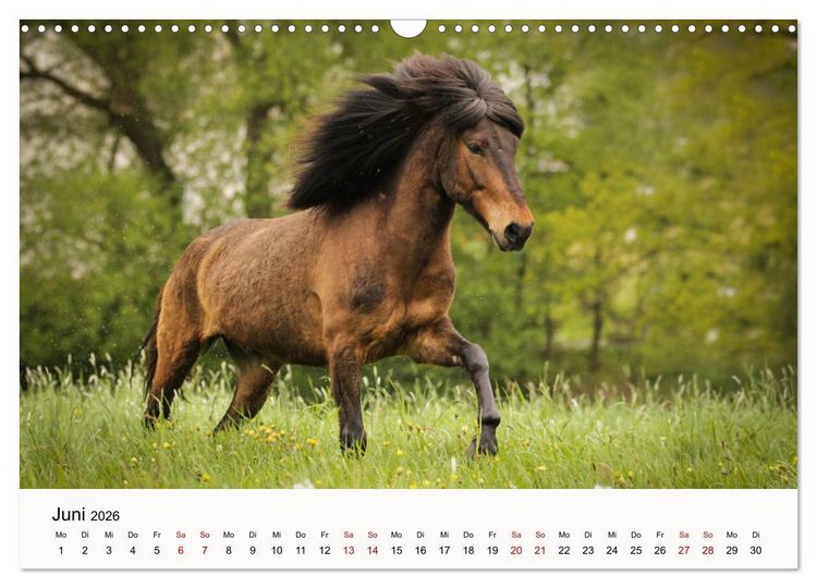 Produktbild: Isl&auml;nder - icelandic horses (Wandkalender 2026 DIN A3 quer), CALVENDO Monatskalender