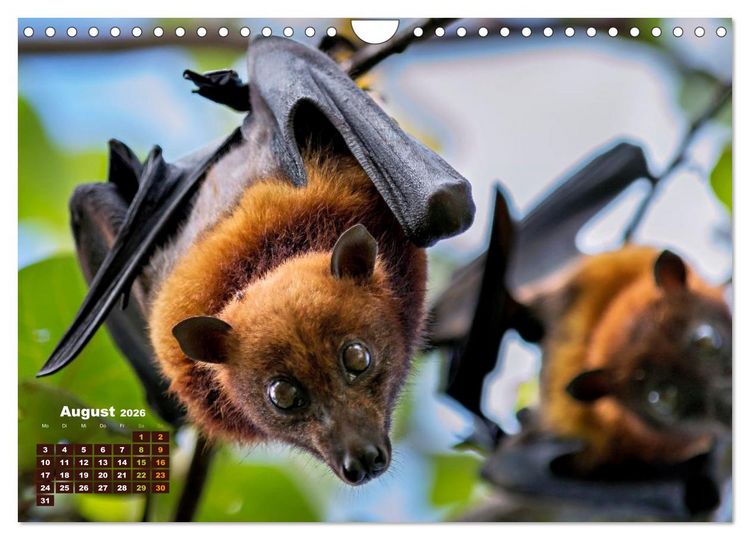 Produktbild: Flughunde - Meister der Nacht (Wandkalender 2026 DIN A4 quer), CALVENDO Monatskalender