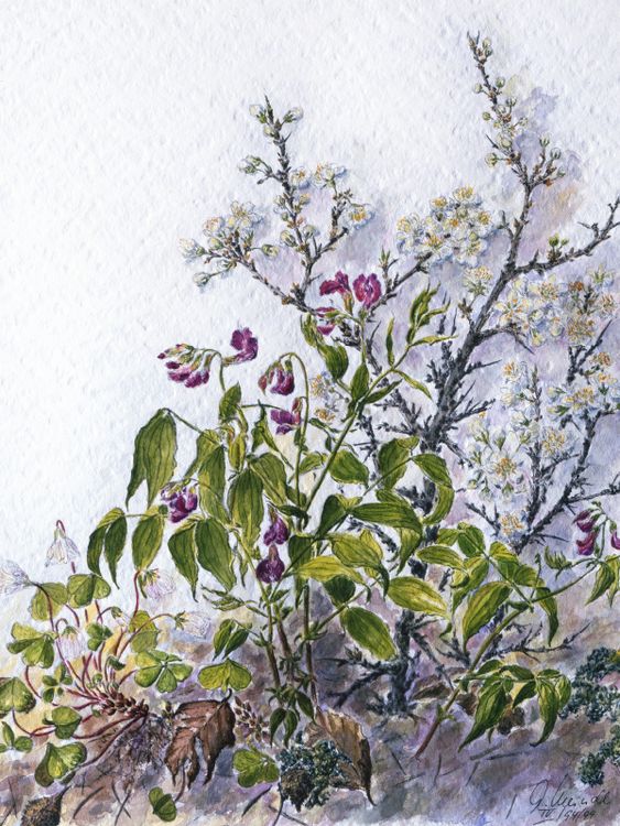 Produktbild: CALVENDO Puzzle Mischwald am Wegesrand: Sauerklee, Fr&uuml;hlingsplatterbse, bl&uuml;hende Schlehe | 1000 Teile Lege-Gr&ouml;&szlig;e 64x48cm Foto-Puzzle f&uuml;r gl&uuml;ckliche St