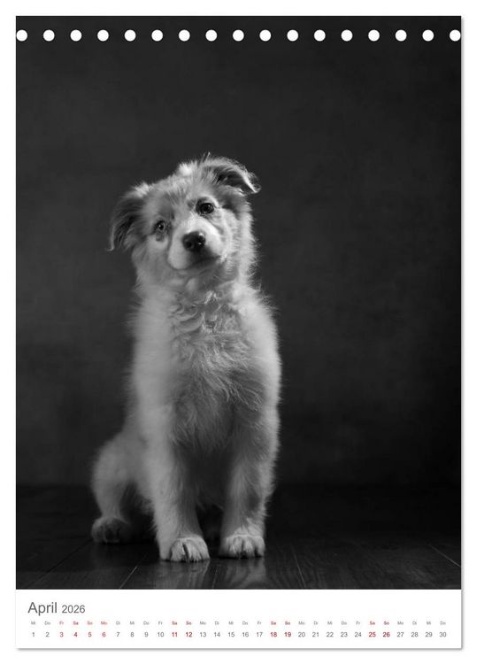 Produktbild: Fine Art Hundeportraits (Tischkalender 2026 DIN A5 hoch), CALVENDO Monatskalender