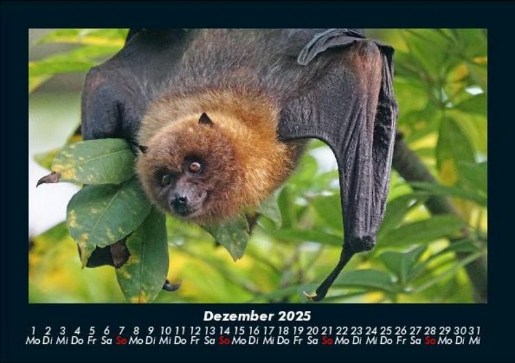 Produktbild: Welt der Tiere 2025 Fotokalender DIN A5