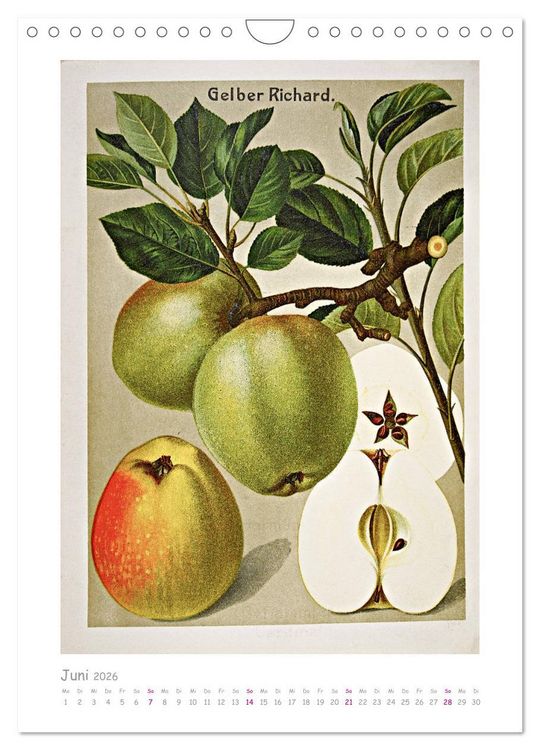 Produktbild: &Auml;pfel/Appels. Alte ostfriesische Sorten (Wandkalender 2026 DIN A4 hoch), CALVENDO Monatskalender