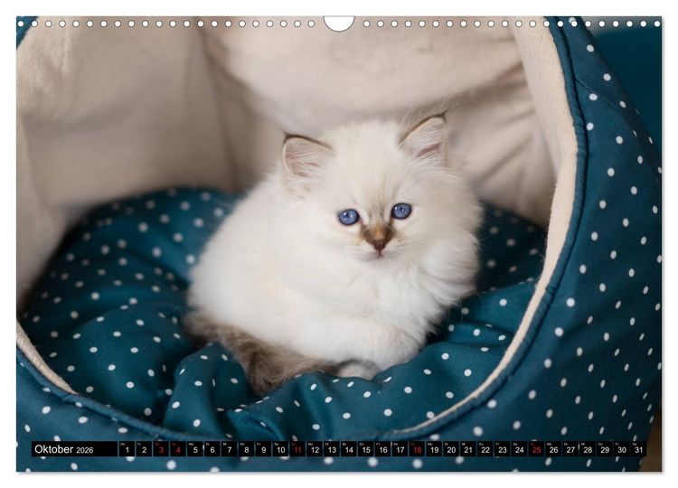 Produktbild: Heilige Birma Katzenkalender (Wandkalender 2026 DIN A3 quer), CALVENDO Monatskalender