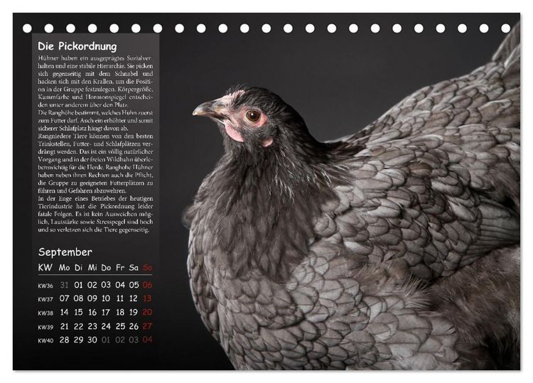 Produktbild: Von der Einzigartigkeit der H&uuml;hner 2026 (Tischkalender 2026 DIN A5 quer), CALVENDO Monatskalender