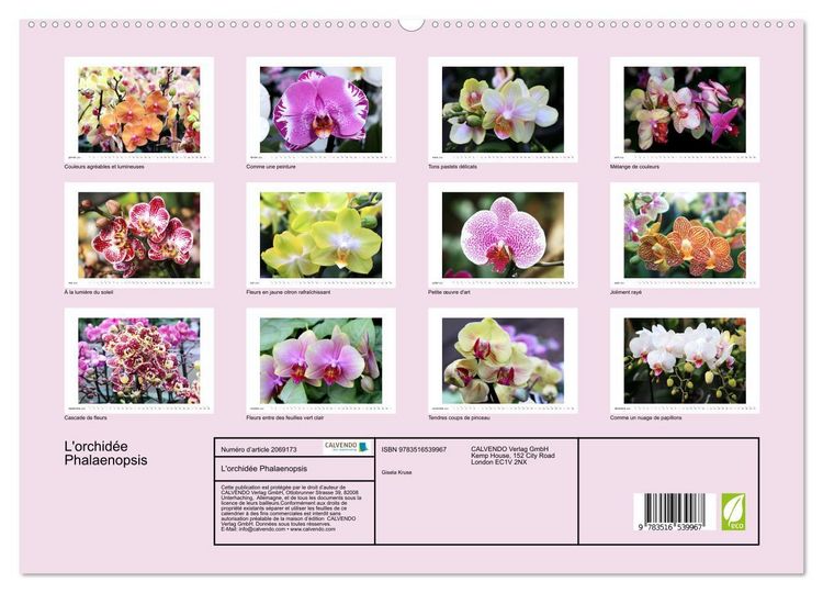Produktbild: L'orchid&eacute;e Phalaenopsis (Calendrier mural 2026 DIN A2 vertical) calendrier de bureau